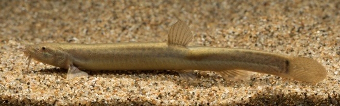 学名未決定のドジョウの近縁種(森宗智彦氏 撮影)