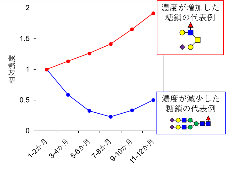 図1. 出産後日数に伴う糖たんぱく糖鎖濃度の変化パターン