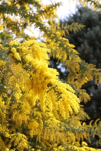 イベント当日は満開のミモザを見ることが’できそうです