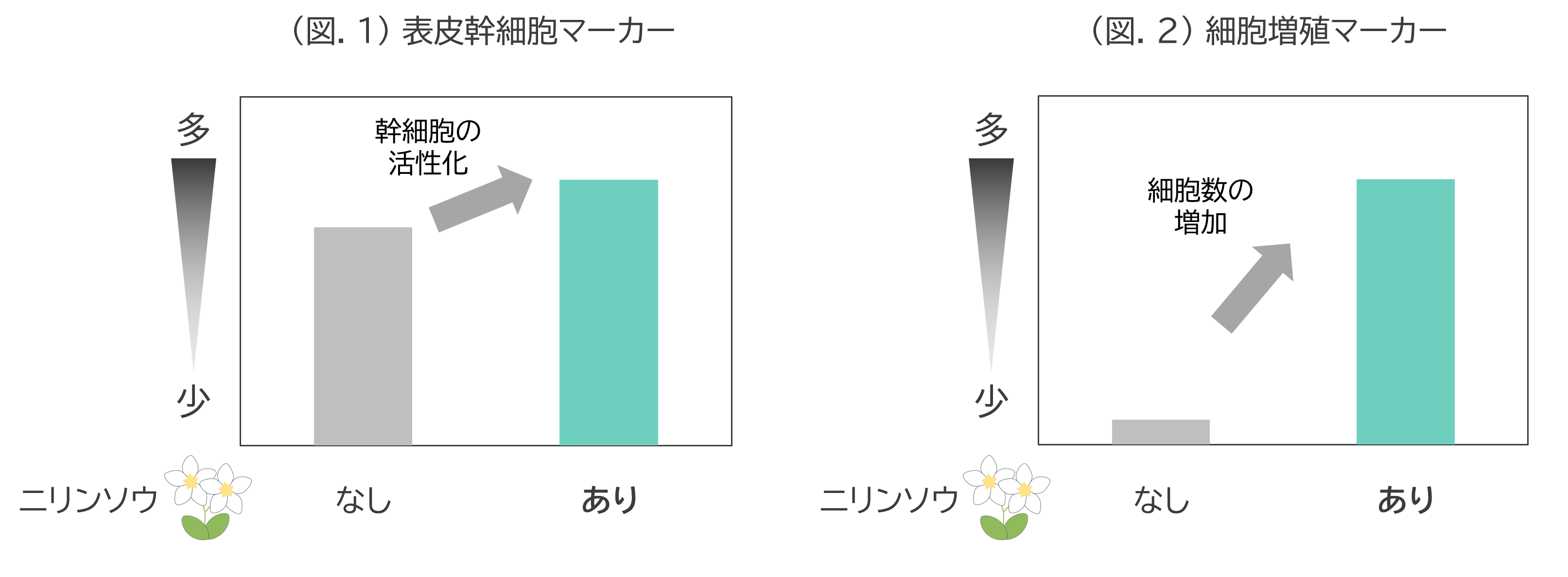 (図.1) 表皮幹細胞マーカー/(図.2) 細胞増殖マーカー
