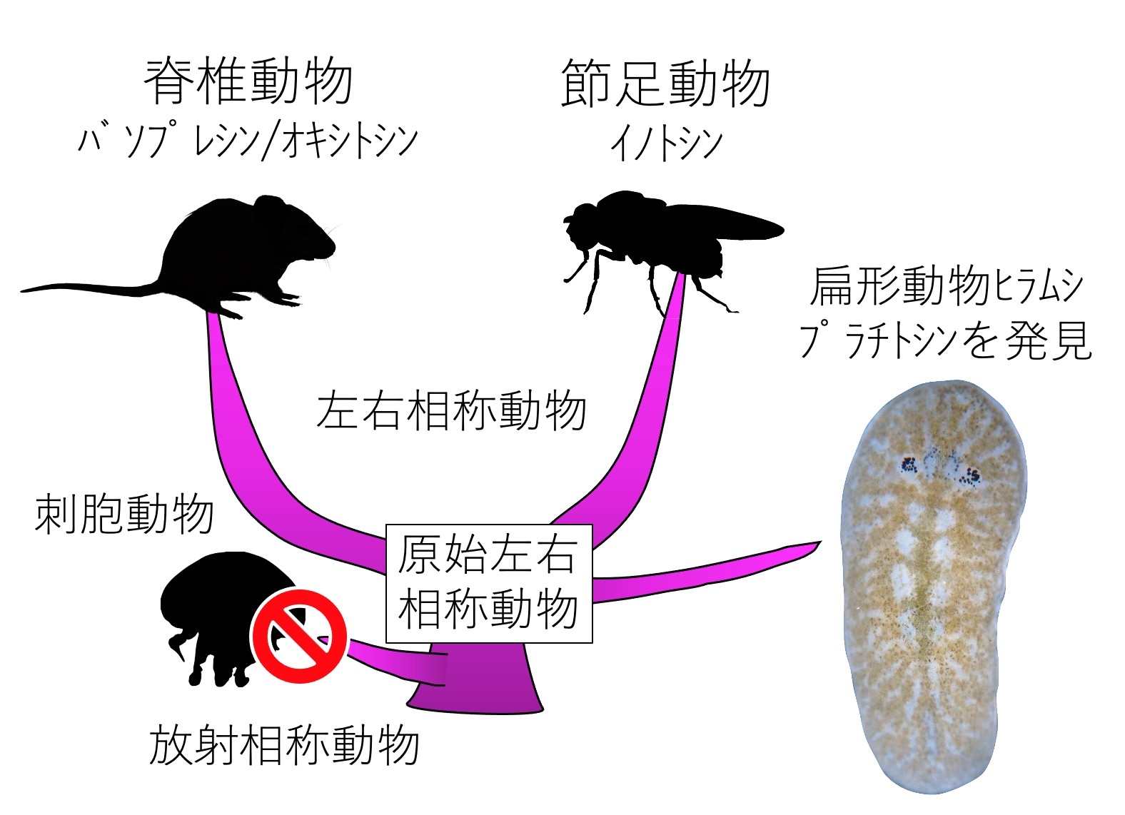 図1.下垂体後葉ホルモンは、左右相称動物に普遍的だと考えられます。
