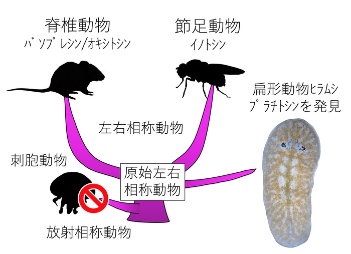 図1.下垂体後葉ホルモンは、左右相称動物に普遍的だと考えられます。