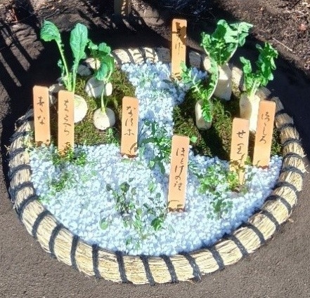 地植えの七草の展示(昨年度の様子)