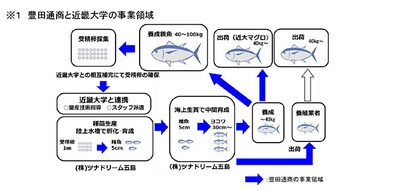 ※１ 豊田通商と近畿大学の事業領域
