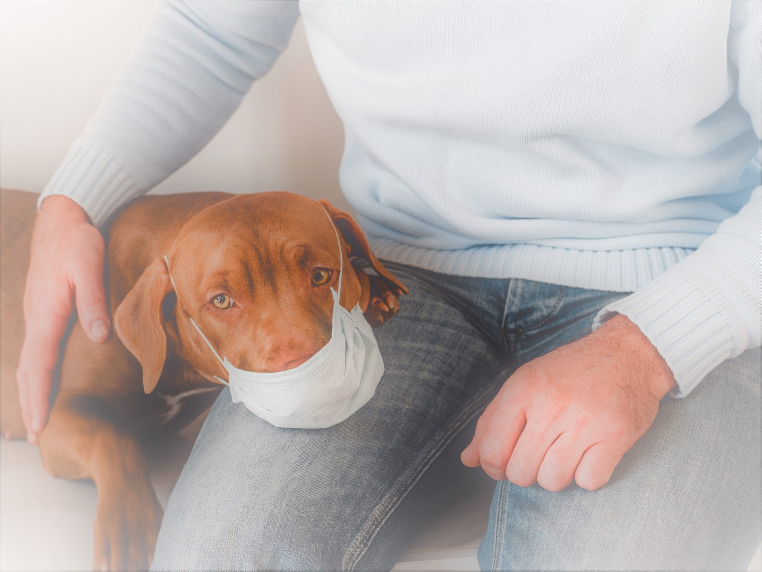 コロナで引きこもってしまうことで起こる愛犬の体調変化とは？