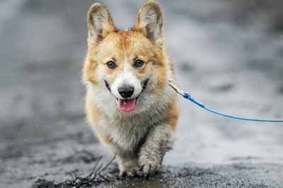 雨の日にお散歩へ行くと、どんなメリットとデメリットがあるのでしょう？