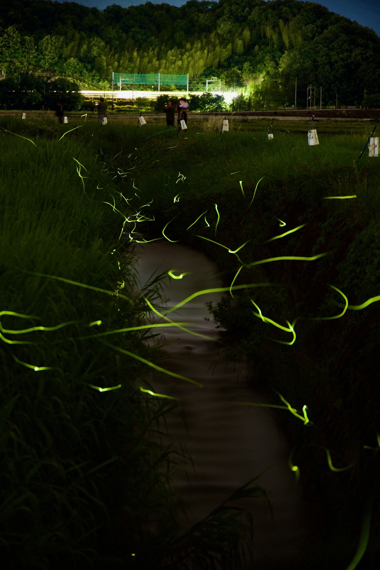 天野川のゲンジボタル(過去写真、ひといき撮影)