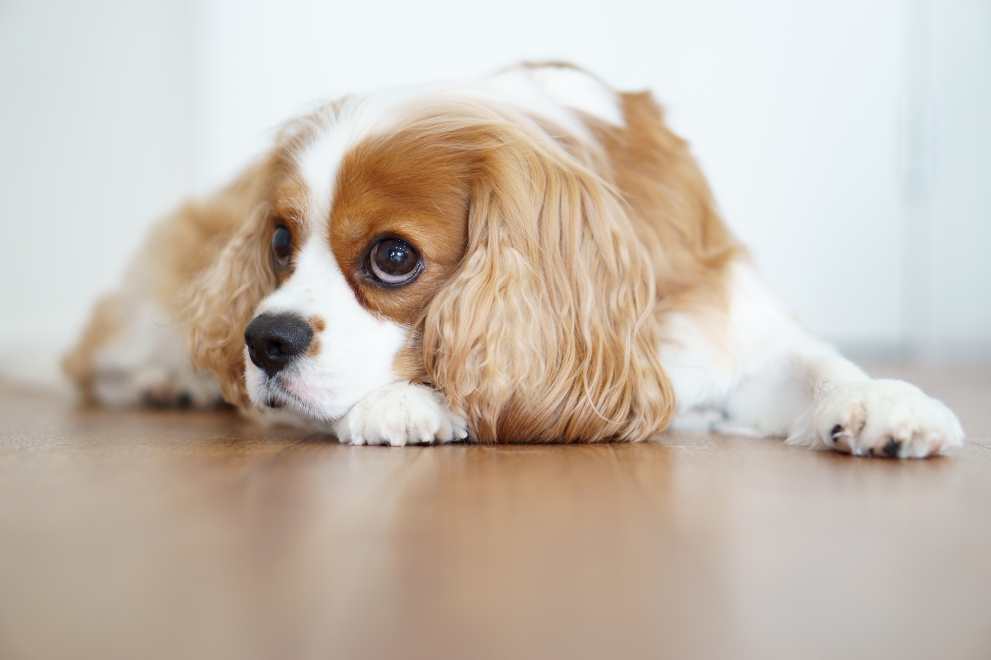 犬のストレスサインは行動やしぐさでわかる！？原因や解消方法を解説