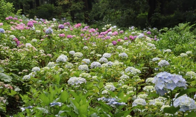 【神代植物公園】梅雨を彩る「アジサイウィーク」本日5/27よりスタート！