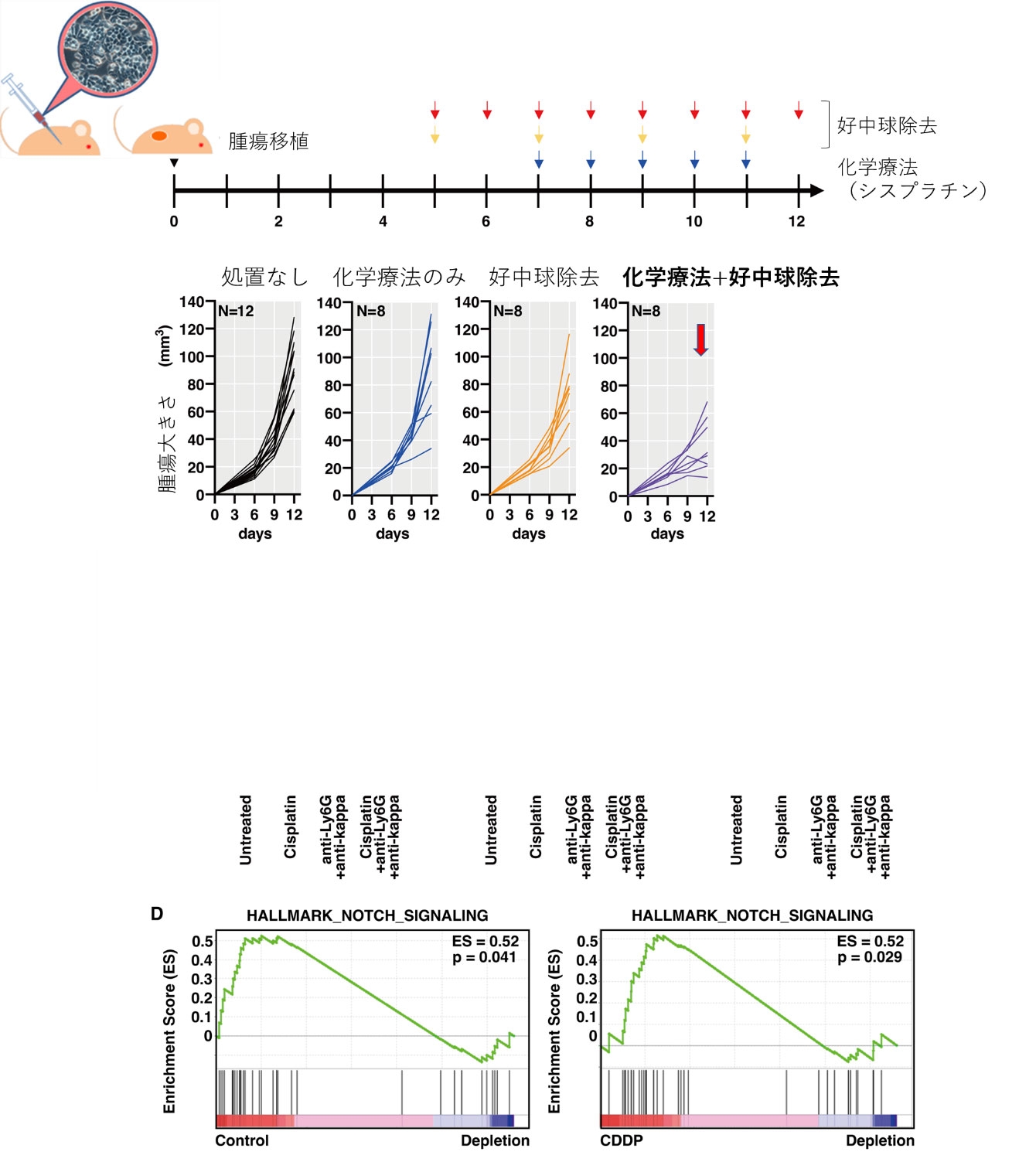 図2 マウス腫瘍モデルでの好中球除去と化学療法の相乗効果