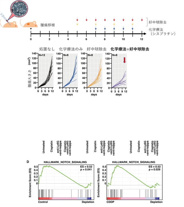 図2 マウス腫瘍モデルでの好中球除去と化学療法の相乗効果