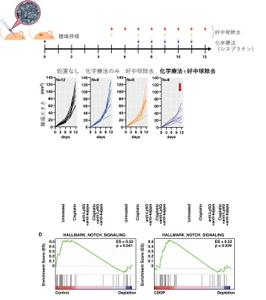図2 マウス腫瘍モデルでの好中球除去と化学療法の相乗効果