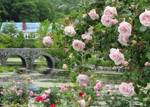 ローズシーズン