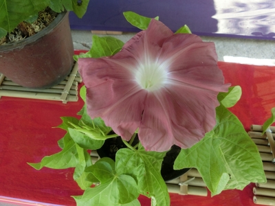 6HVZoxbPOtUovgkFUb5h.jpg?w=940&h=940