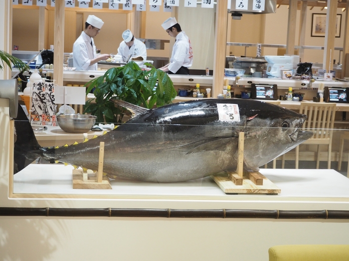 生本まぐろ解体ショー!