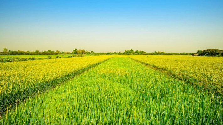 農業ドローンサービスNINJA LINKSSが 猛暑対策としてドローンによる追肥散布を開始！