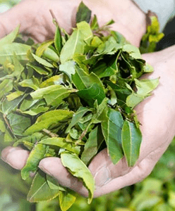 6K8p9hzmJ8qcscwcGuiq.png?w=940&h=940