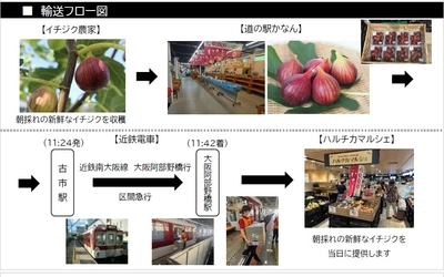 ～近鉄電車による貨客混載輸送を今年も実施～ 河南町の新鮮な朝採れイチジクを、 ハルチカマルシェで即日販売します！