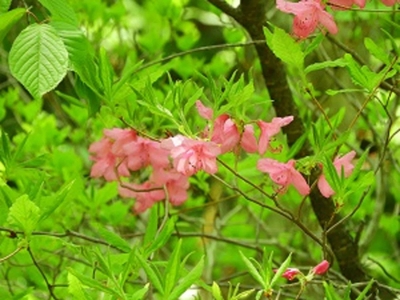 6dZKVVr8fr5tcL9PydWc.jpg?w=940&h=940