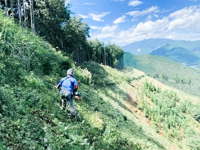 計画的な伐採は、山に新しい伊吹をもたらします