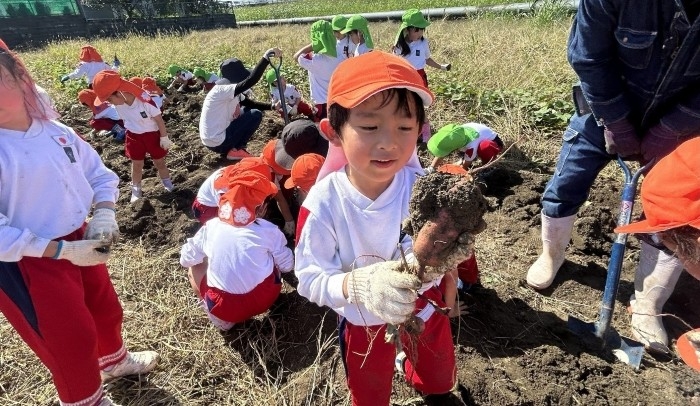 令和6年(2024年)のサツマイモ収穫体験の様子