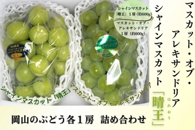 マスカット・オブ・アレキサンドリア&社員マスカット詰め合わせ