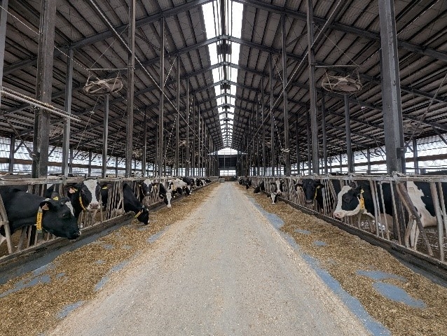 購入対象の酪農家の牛舎