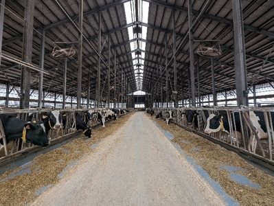 購入対象の酪農家の牛舎