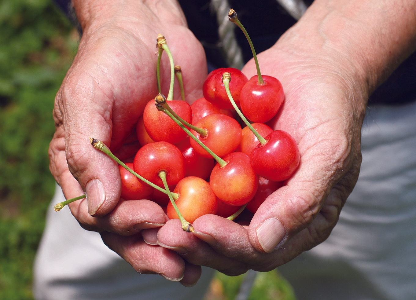 【2026年解禁】“赤い宝石”山形県産さくらんぼ「佐藤錦」の予約販売を開始