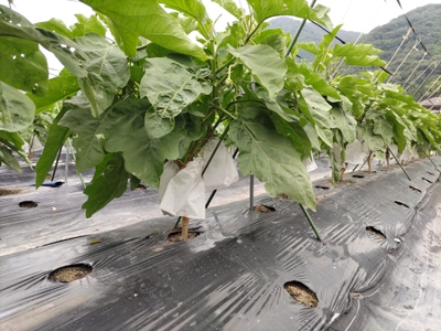 6qo9KOfi7Rib0XI5qAVD.JPG?w=940&h=940