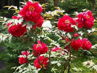 6rjorxDQ4KPnsKOWAL9S.jpeg?w=940&h=940