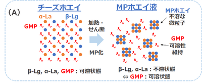 （A）	加熱せん断処理により、チーズホエイ中のGMPと主要タンパク質（α-La（α-ラクトアルブミン）、β-Lg（β-ラクトグロブリン））の状態が変化する