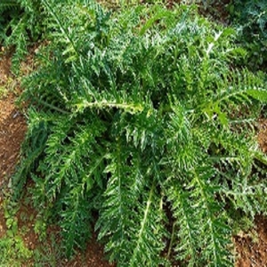 6ttP65pBeIFfNs4zN0kT.jpg?w=940&h=940