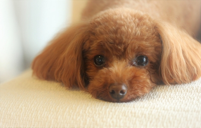 6u09PRod9C1Hd9NWyMkA.jpeg?w=940&h=940