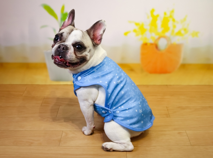 おさんぽUVカットウェア 犬