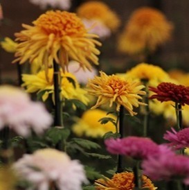 丁子菊