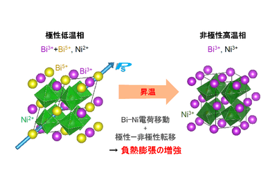 図1：BiNi1-xFexO3の負熱膨張メカニズム。0.20 ≤ x ≤ 0.50では、サイト間電荷移動と極性―非極性転移が同時に起こることにより、負の熱膨張が増強される。