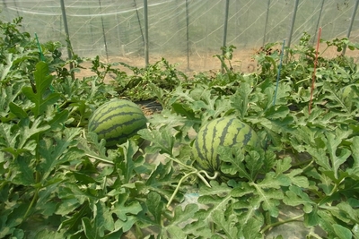 6zwrAPq2GuCuXZT5CyJH.jpg?w=940&h=940