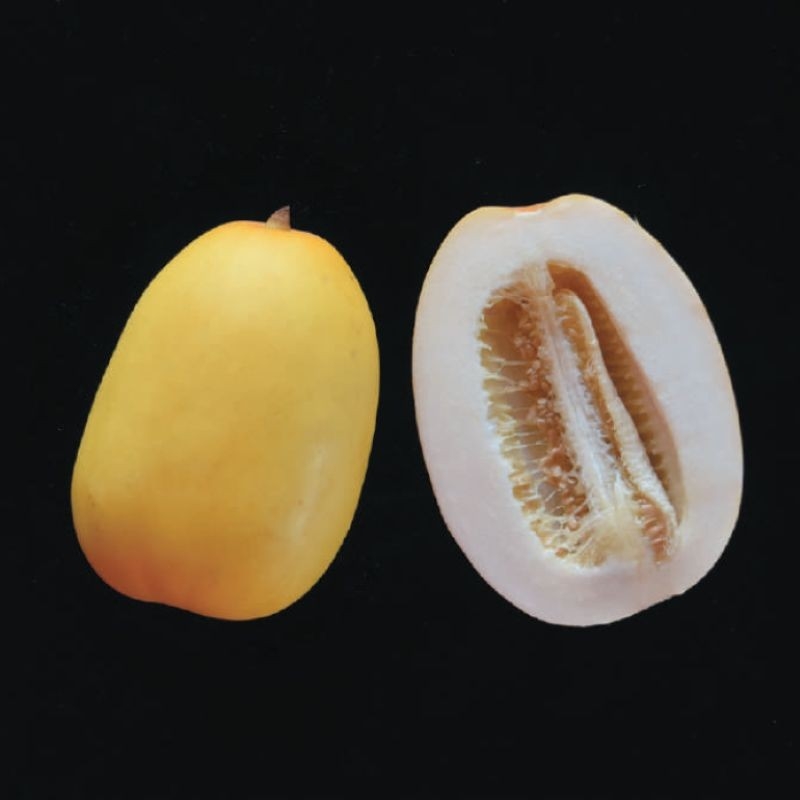 「まくわうり」12世紀頃から栽培。爽やかな黄色、さくさくとした食感で、かつて日本の夏を代表する果物として人気でした。