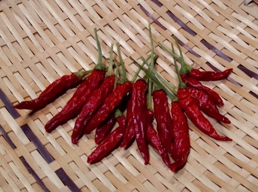 ゲノムを解読した「鷹の爪」の実(ゲノムDNAは植物体の若葉より抽出)