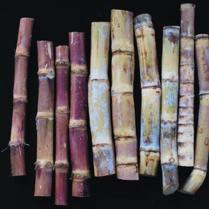 「さとうきび」沖縄では「ウージ」と呼ばれ、砂糖の主な原料として育てられています。