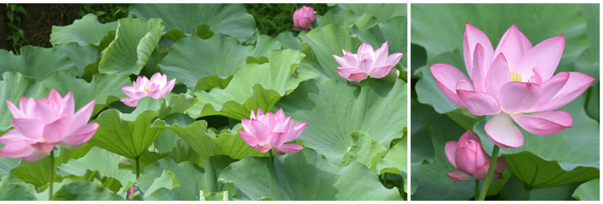 【小石川後楽園】夏の早朝開園と早朝観蓮会