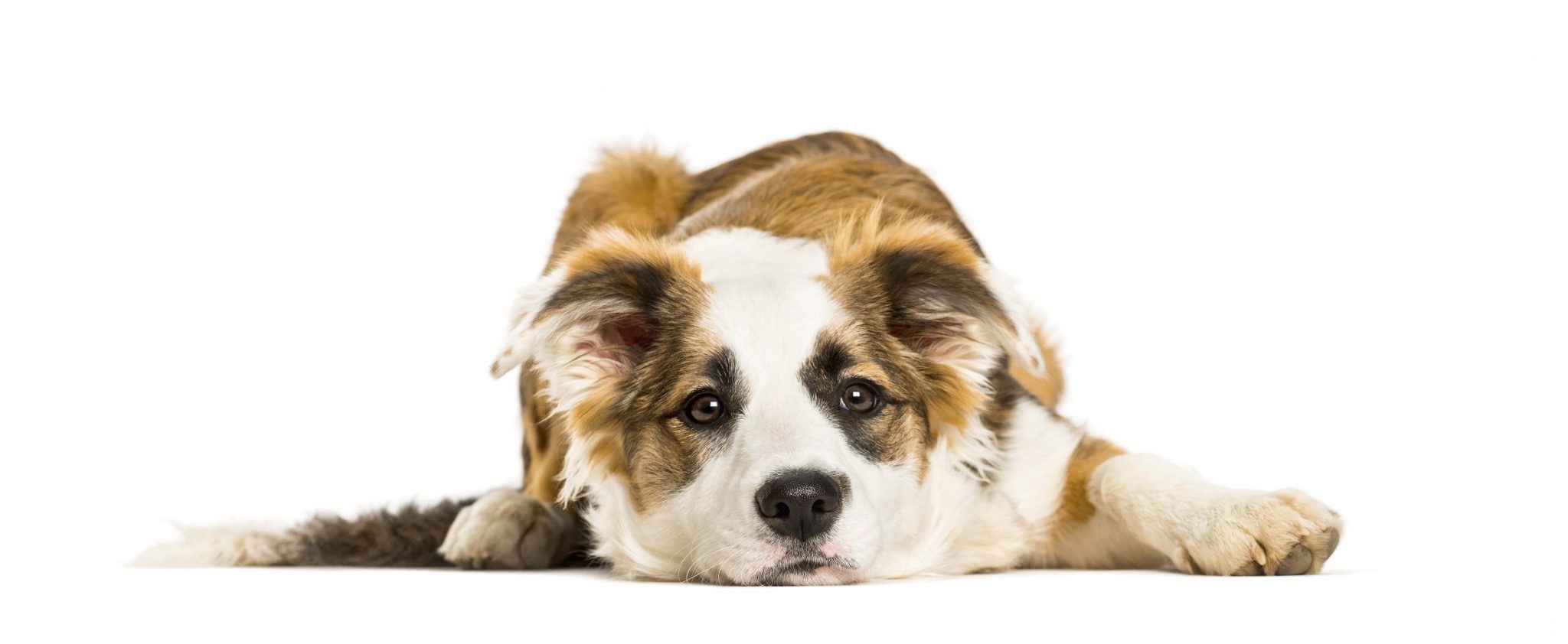 はじめに、今のお散歩時間が愛犬にとって適正な時間なのかどうかを、行動を見て確認してみましょう!