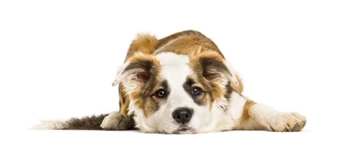 はじめに、今のお散歩時間が愛犬にとって適正な時間なのかどうかを、行動を見て確認してみましょう！