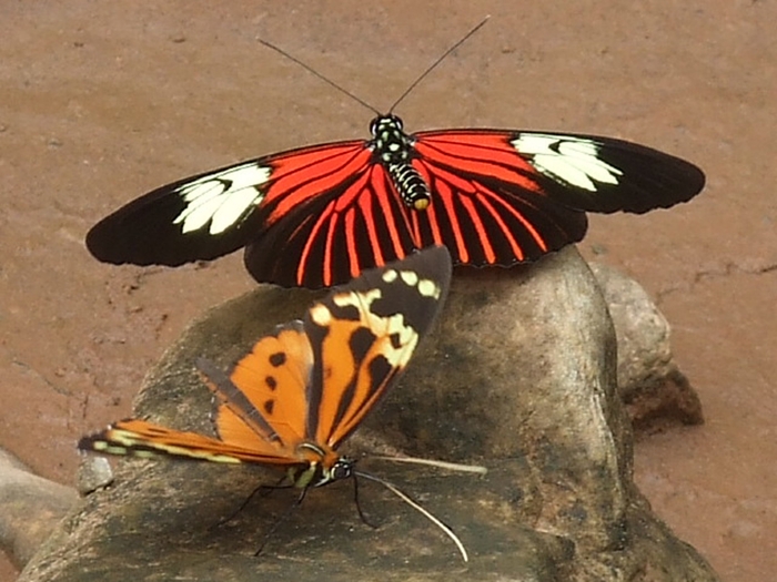 ボリビア・アマゾン地域(南アメリカ)