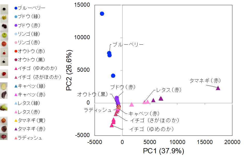 図3.簡易抽出法で抽出した野菜や果物に含まれるアントシアニンのプロファイル。検出されたアントシアニンのイオン強度から主成分分析を行い、散布図を作成した。近くにあるサンプルほど類似したアントシアニンのプロファイルをもつ。