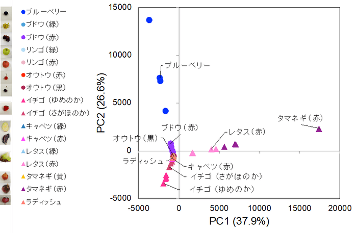 図3.簡易抽出法で抽出した野菜や果物に含まれるアントシアニンのプロファイル。検出されたアントシアニンのイオン強度から主成分分析を行い、散布図を作成した。近くにあるサンプルほど類似したアントシアニンのプロファイルをもつ。