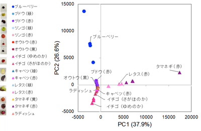 図3．簡易抽出法で抽出した野菜や果物に含まれるアントシアニンのプロファイル。検出されたアントシアニンのイオン強度から主成分分析を行い、散布図を作成した。近くにあるサンプルほど類似したアントシアニンのプロファイルをもつ。