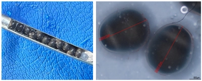 日本初！メス化したシベリアチョウザメからの採卵・ふ化に成功　オスによるキャビア生産が可能に