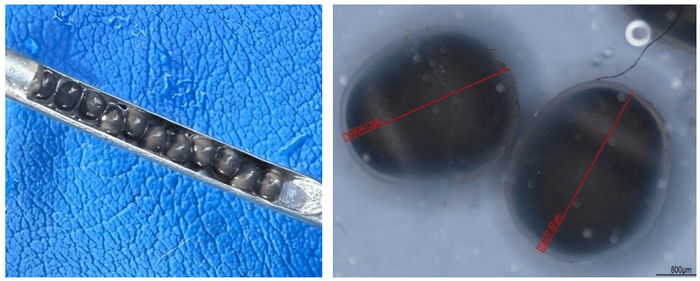 性転換個体から採取した成熟卵(左)、性転換個体から採取した成熟卵の顕微鏡写真(右)